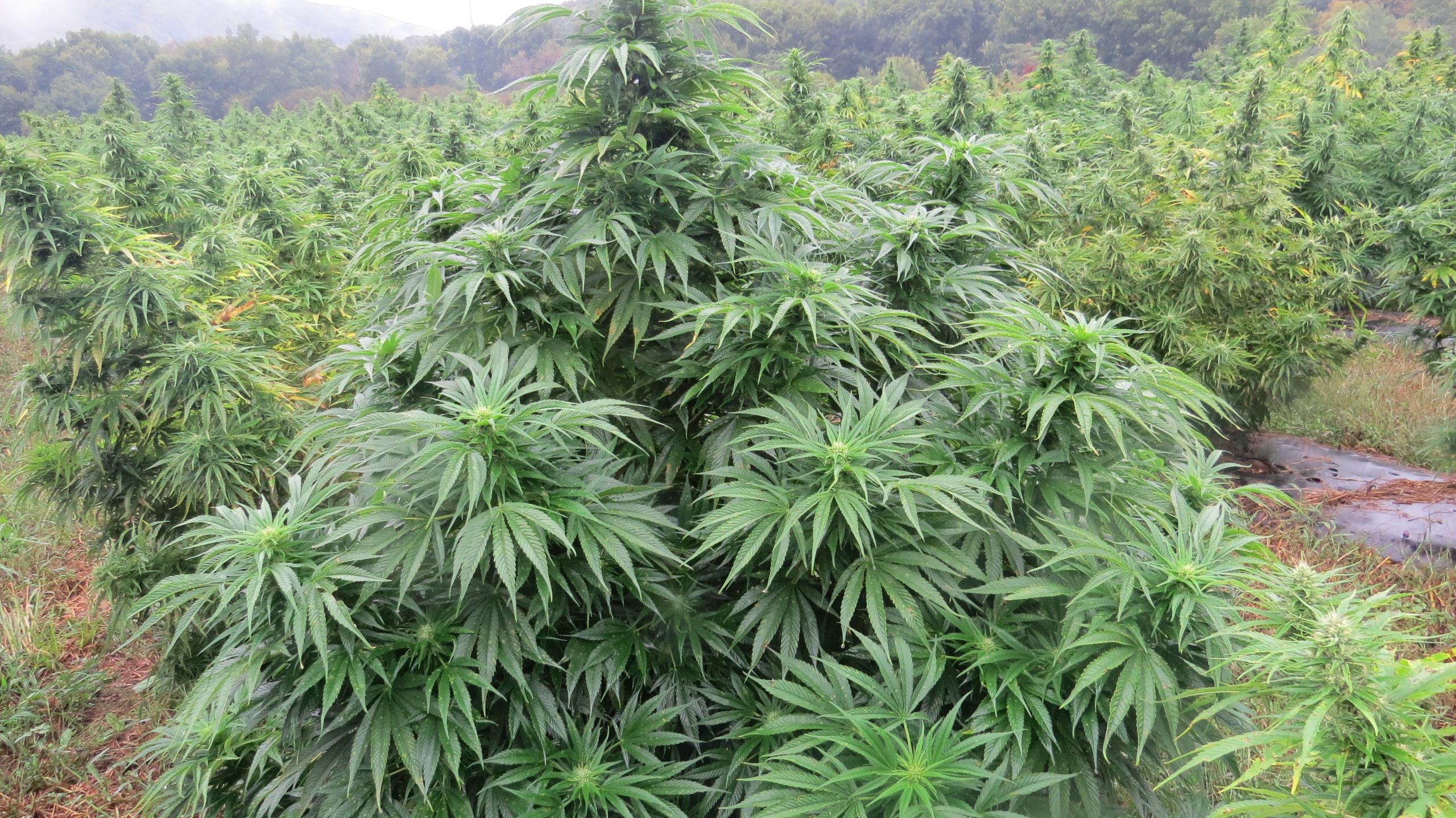Close-up of outdoor cannabis plants