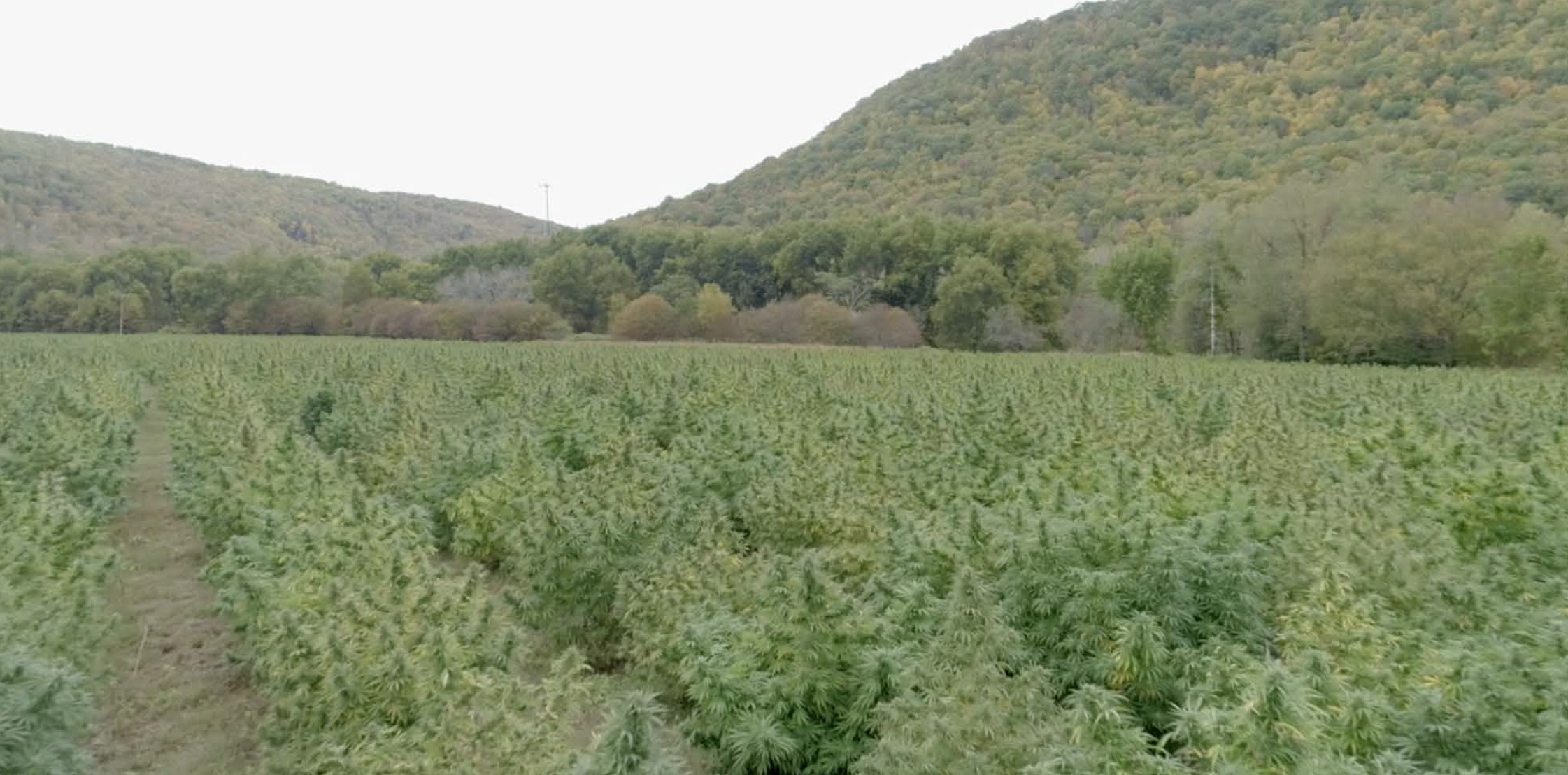 Expansive outdoor cannabis farm